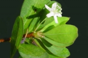 <strong>Erythroxylaceae - Erythroxylum hypericifolium - Lam.</strong><br />© Sarrailh Jean-Michel / CIRAD