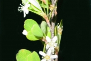 <strong>Erythroxylaceae - Erythroxylum hypericifolium - Lam.</strong><br />© Sarrailh Jean-Michel / CIRAD