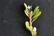 <strong>Erythroxylaceae - Erythroxylum hypericifolium - Lam.</strong><br />© Sarrailh Jean-Michel / CIRAD
