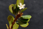 <strong>Erythroxylaceae - Erythroxylum hypericifolium - Lam.</strong><br />© Sarrailh Jean-Michel / CIRAD