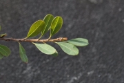 <strong>Erythroxylaceae - Erythroxylum hypericifolium - Lam.</strong><br />© Sarrailh Jean-Michel / CIRAD