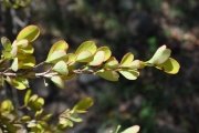 <strong>Erythroxylaceae - Erythroxylum hypericifolium - Lam.</strong><br />© Sarrailh Jean-Michel / CIRAD