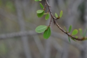 <strong>Erythroxylaceae - Erythroxylum hypericifolium - Lam.</strong><br />© Sarrailh Jean-Michel / CIRAD