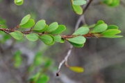 <strong>Erythroxylaceae - Erythroxylum hypericifolium - Lam.</strong><br />© Sarrailh Jean-Michel / CIRAD