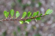 <strong>Erythroxylaceae - Erythroxylum hypericifolium - Lam.</strong><br />© Sarrailh Jean-Michel / CIRAD