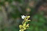 <strong>Erythroxylaceae - Erythroxylum hypericifolium - Lam.</strong><br />© Sarrailh Jean-Michel / CIRAD