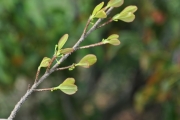 <strong>Erythroxylaceae - Erythroxylum hypericifolium - Lam.</strong><br />© Sarrailh Jean-Michel / CIRAD
