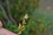 <strong>Erythroxylaceae - Erythroxylum hypericifolium - Lam.</strong><br />© Sarrailh Jean-Michel / CIRAD