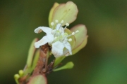 <strong>Erythroxylaceae - Erythroxylum hypericifolium - Lam.</strong><br />© Sarrailh Jean-Michel / CIRAD