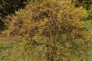 <strong>Erythroxylaceae - Erythroxylum hypericifolium - Lam.</strong><br />© Sarrailh Jean-Michel / CIRAD