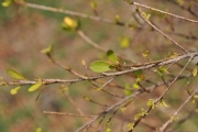 <strong>Erythroxylaceae - Erythroxylum hypericifolium - Lam.</strong><br />© Sarrailh Jean-Michel / CIRAD