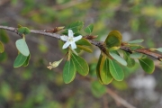 <strong>Erythroxylaceae - Erythroxylum hypericifolium - Lam.</strong><br />© Sarrailh Jean-Michel / CIRAD