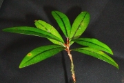 <strong>Erythroxylaceae - Erythroxylum laurifolium - Lam.</strong><br />© Sarrailh Jean-Michel / CIRAD
