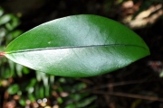 <strong>Erythroxylaceae - Erythroxylum laurifolium - Lam.</strong><br />© Sarrailh Jean-Michel / CIRAD