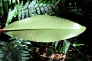 <strong>Erythroxylaceae - Erythroxylum laurifolium - Lam.</strong><br />© Sarrailh Jean-Michel / CIRAD