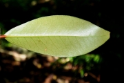 <strong>Erythroxylaceae - Erythroxylum laurifolium - Lam.</strong><br />© Sarrailh Jean-Michel / CIRAD