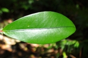 <strong>Erythroxylaceae - Erythroxylum laurifolium - Lam.</strong><br />© Sarrailh Jean-Michel / CIRAD