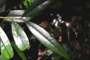 <strong>Erythroxylaceae - Erythroxylum laurifolium - Lam.</strong><br />© Sarrailh Jean-Michel / CIRAD