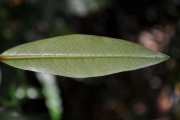 <strong>Erythroxylaceae - Erythroxylum laurifolium - Lam.</strong><br />© Sarrailh Jean-Michel / CIRAD