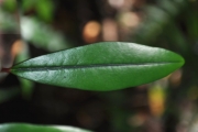 <strong>Erythroxylaceae - Erythroxylum laurifolium - Lam.</strong><br />© Sarrailh Jean-Michel / CIRAD