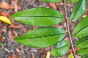 <strong>Erythroxylaceae - Erythroxylum laurifolium - Lam.</strong><br />© Sarrailh Jean-Michel / CIRAD