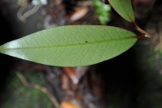 <strong>Erythroxylaceae - Erythroxylum laurifolium - Lam.</strong><br />© Sarrailh Jean-Michel / CIRAD