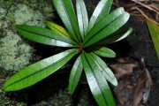 <strong>Erythroxylaceae - Erythroxylum laurifolium - Lam.</strong><br />© Sarrailh Jean-Michel / CIRAD