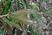 <strong>Erythroxylaceae - Erythroxylum laurifolium - Lam.</strong><br />© Sarrailh Jean-Michel / CIRAD