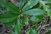 <strong>Erythroxylaceae - Erythroxylum laurifolium - Lam.</strong><br />© Sarrailh Jean-Michel / CIRAD