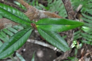 <strong>Erythroxylaceae - Erythroxylum laurifolium - Lam.</strong><br />© Sarrailh Jean-Michel / CIRAD
