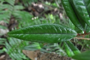 <strong>Erythroxylaceae - Erythroxylum laurifolium - Lam.</strong><br />© Sarrailh Jean-Michel / CIRAD