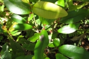 <strong>Erythroxylaceae - Erythroxylum sideroxyloides - Lam.</strong><br />© Madaule Tiana