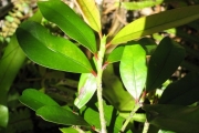 <strong>Erythroxylaceae - Erythroxylum sideroxyloides - Lam.</strong><br />© Madaule Tiana