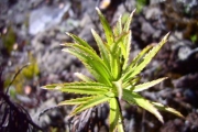 <strong>Asteraceae - Faujasia cadetiana - C.Jeffrey</strong><br />© Perroud Annaïg