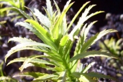 <strong>Asteraceae - Faujasia cadetiana - C.Jeffrey</strong><br />© Perroud Annaïg