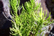 <strong>Asteraceae - Faujasia pinifolia - Cass.</strong><br />© Perroud Annaïg