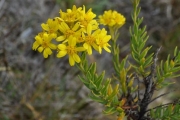 <strong>Asteraceae - Faujasia pinifolia - Cass.</strong><br />© Sarrailh Jean-Michel / CIRAD