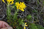 <strong>Asteraceae - Faujasia pinifolia - Cass.</strong><br />© Sarrailh Jean-Michel / CIRAD