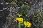 <strong>Asteraceae - Faujasia pinifolia - Cass.</strong><br />© Sarrailh Jean-Michel / CIRAD