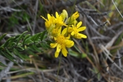 <strong>Asteraceae - Faujasia pinifolia - Cass.</strong><br />© Sarrailh Jean-Michel / CIRAD