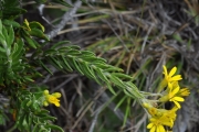 <strong>Asteraceae - Faujasia pinifolia - Cass.</strong><br />© Sarrailh Jean-Michel / CIRAD