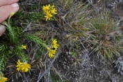 <strong>Asteraceae - Faujasia pinifolia - Cass.</strong><br />© Sarrailh Jean-Michel / CIRAD