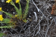 <strong>Asteraceae - Faujasia pinifolia - Cass.</strong><br />© Sarrailh Jean-Michel / CIRAD