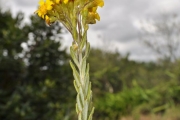 <strong>Asteraceae - Faujasia pinifolia - Cass.</strong><br />© Sarrailh Jean-Michel / CIRAD