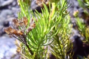 <strong>Asteraceae - Faujasia pinifolia - Cass.</strong><br />© Perroud Annaïg