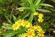 <strong>Asteraceae - Faujasia salicifolia - (Pers.) C.Jeffrey</strong><br />© Sarrailh Jean-Michel / CIRAD