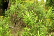 <strong>Asteraceae - Faujasia salicifolia - (Pers.) C.Jeffrey</strong><br />© Sarrailh Jean-Michel / CIRAD