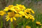 <strong>Asteraceae - Faujasia salicifolia - (Pers.) C.Jeffrey</strong><br />© Baret Stéphane