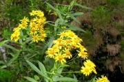 <strong>Asteraceae - Faujasia salicifolia - (Pers.) C.Jeffrey</strong><br />© Sarrailh Jean-Michel / CIRAD