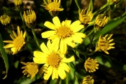 <strong>Asteraceae - Faujasia salicifolia - (Pers.) C.Jeffrey</strong><br />© Sarrailh Jean-Michel / CIRAD